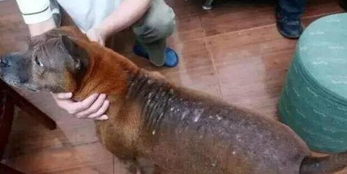 狗狗烫伤图片,狗狗烫伤紧急救治与康复护理全解析